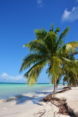 Fototapeta na wymiar Cuba palm tree on the beach