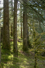 The forest at Fort Abercrombie State Historical Park
