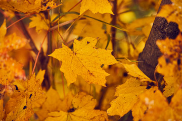 Photo of maple leaves on a tree. Golden autumn. Bright red, yellow, orange background.