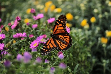 Butterflies in the fall