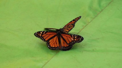 Fototapeta na wymiar Butterflies in the fall