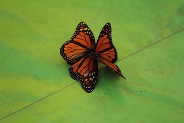 Fototapeta na wymiar Butterflies in the fall