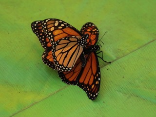 Butterflies in the fall