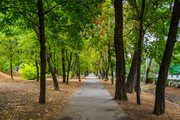 Fototapeta premium A asphalt alley in the green park