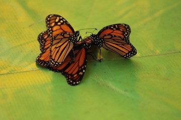 Butterflies in the fall