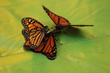 Butterflies in the fall