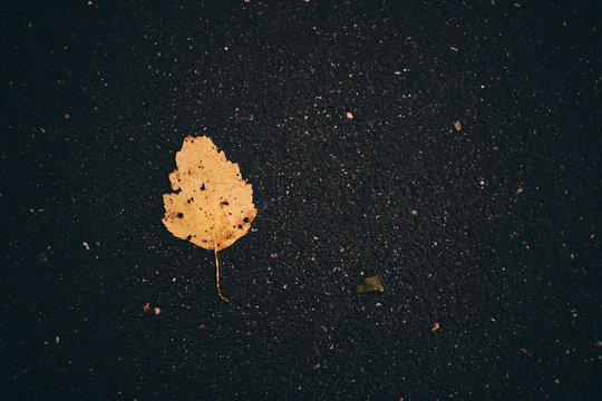 Leaves on the road. Fallen leaves. Leaf fall. Golden autumn.