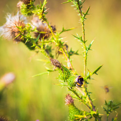 Bumblebee collecting pollen on plant