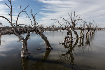 Fototapeta na wymiar Arvores no lago Epecuen - Argentina 