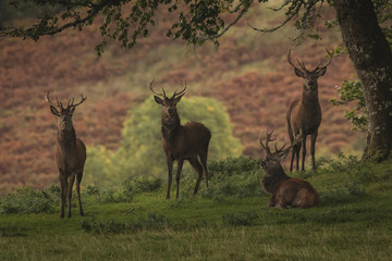 Naklejka na ściany i meble 4 stag red deer looking at camera in Scottish Highlands in Autumn
