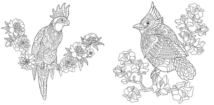 Coloring pages with cockatoo parrot and northern cardinal bird