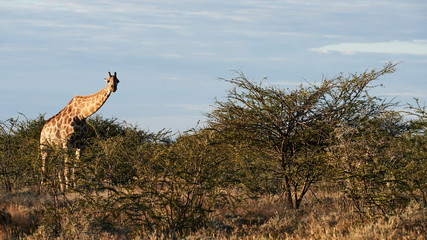 Lonely giraffe (Giraffa camelopardalis) in the African bush.