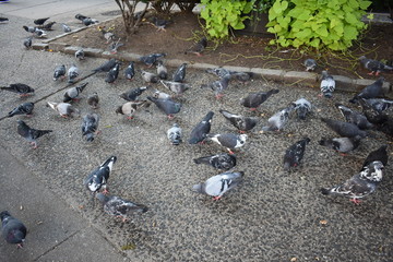 Fototapeta premium Pigeons in New York 5