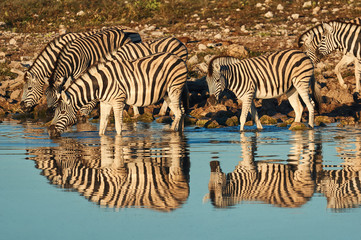 Obraz na płótnie Canvas Burchell's zebras (Equus quagga burchellii) drink at a waterhole