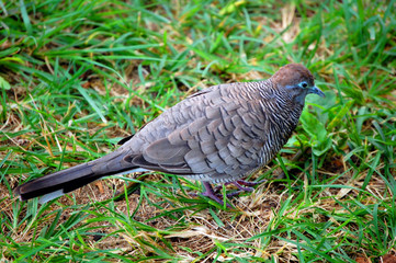 Kauai and Zebra Dove