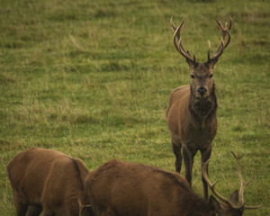 Stag red deer in field in Scotland