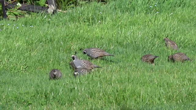 A group of california quail are busy on grass