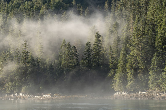 Forest & fog along the Inside Passage; British Columbia; Canada © Tom