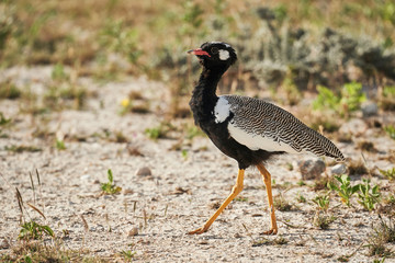 Northern black korhaan (Afrotis afraoides)