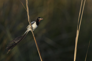 bird on a branch, Yetapa de collar