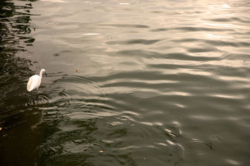 Tropical water bird by lake