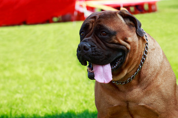 Dog breed Bullmastiff