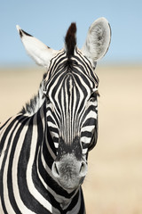 Naklejka premium Vertical portrait of a zebra.