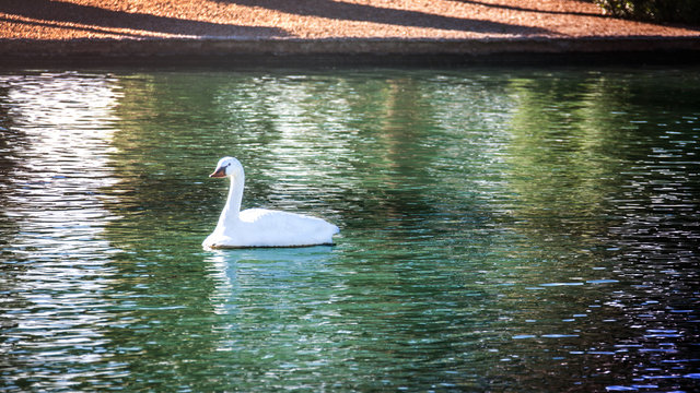 Swan Decoy on Golf Course - Surprise, Arizona