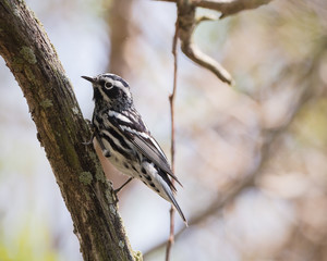 A Black and White Warbler resting on a tree during spring migration