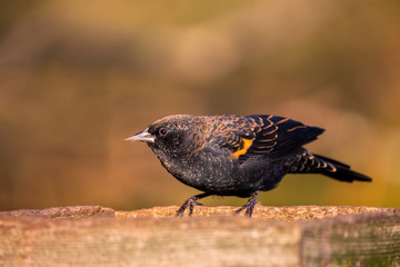 A non breeding red winged blackbird perches on a platform feeder