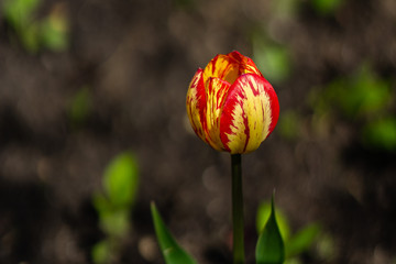 Beautiful red yellow tulip bud. The background is blurred