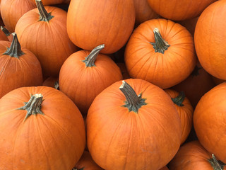 Recently harvested orange pumpkins in a random pile