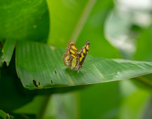 small butterfly