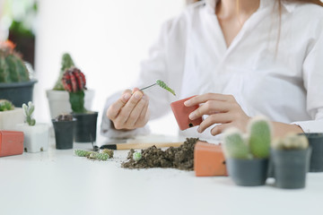 Hands of a young woman planting in the cactus pot on white wood table.