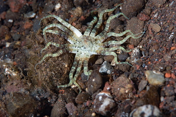 Sea Anemone