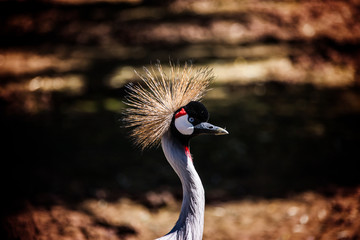 Fototapeta premium Mature Grey Crested Crane