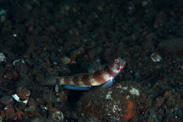 Broad-Banded Shrimp-Goby Amblyeleotris periophthalma