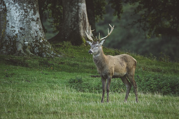 Red deer stag in woodland in Scotland in autumn