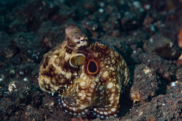 Red Ringed Octopus