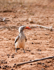 hornbill birds