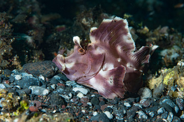 Paddle Flap Scorpionfish Rhinopias eschmeyeri