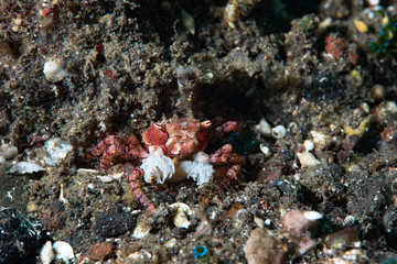 Boxer Crab Lybia tessellata