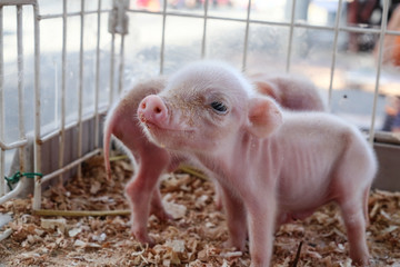 生まれたての子豚 © Taro