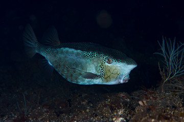 Rhino Boxfish