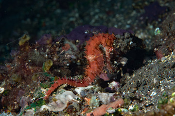 Thorny Seahorse Hippocampus histrix