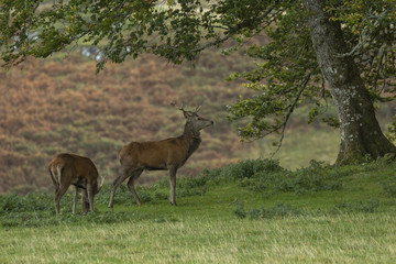 Red deer stag in woodland in Scotland in autumn