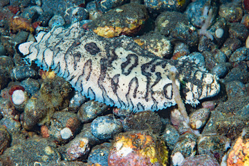 Black-Tip Sole Soleichthys heterorhinos