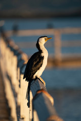 Little Pied Cormorant perched on a jetty railing