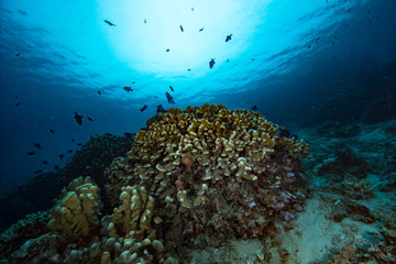 Tropical Coral Reef Underwater Landscape