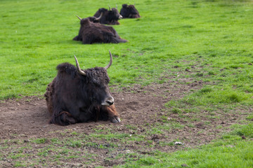 A Row of Tibetan Yaks